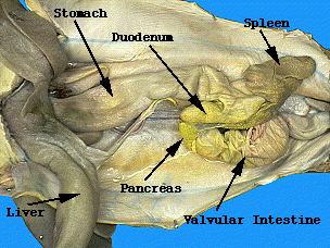 Lab05_2 liver lobes diagram labeled 
